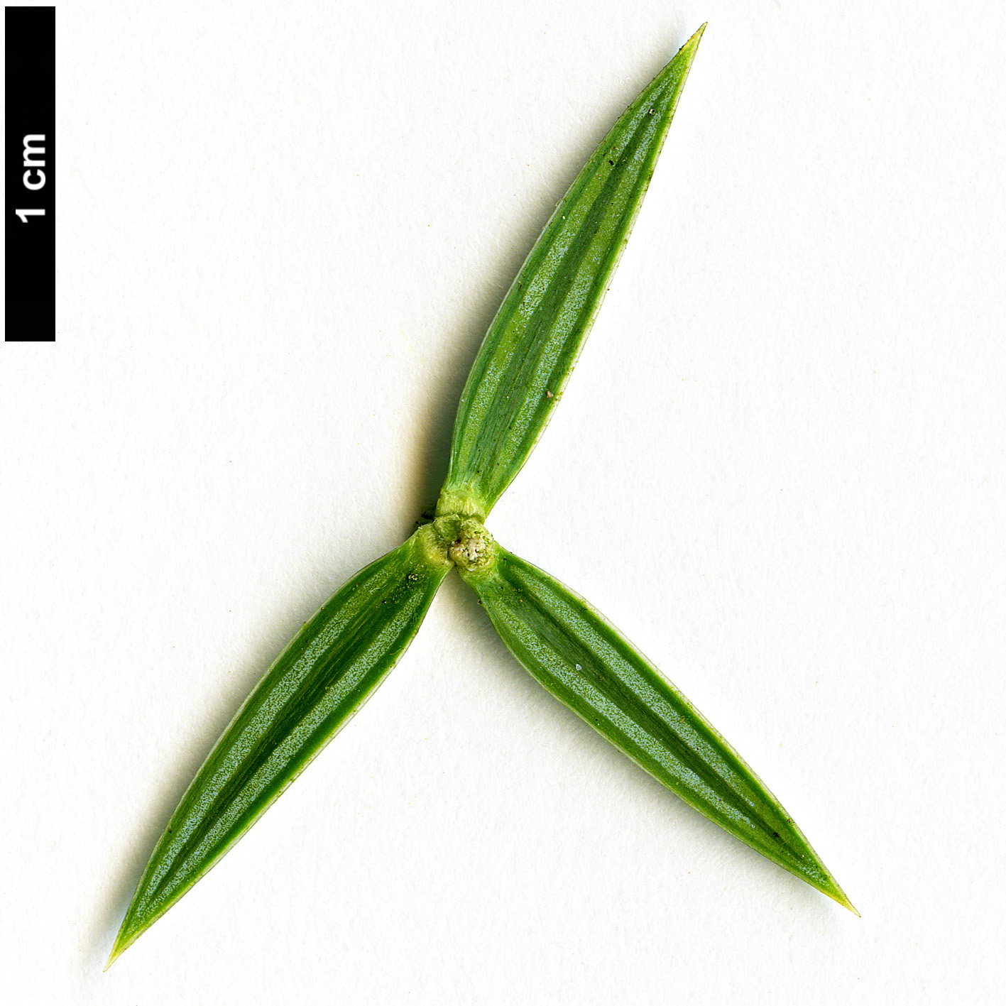 High resolution image: Family: Cupressaceae - Genus: Juniperus - Taxon: drupacea